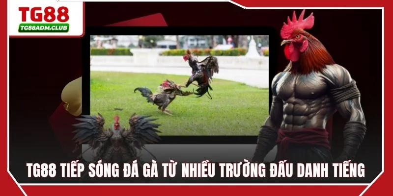 TG88 tiếp sóng đá gà từ nhiều trường đấu danh tiếng